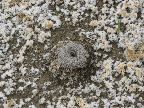 Salt crystals and ant hill